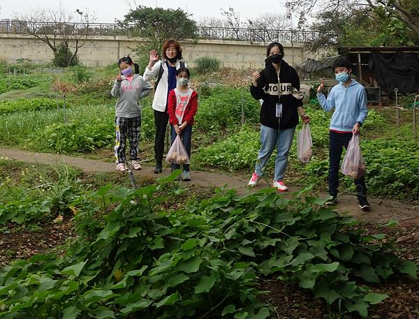 陽榮農場9拔蘿蔔 (5).JPG