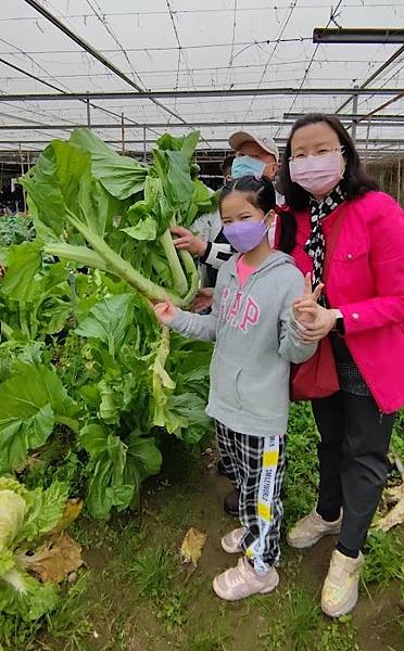 陽榮農場10拔菜 (2).jpg