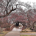 高遠城址公園 (1).jpg