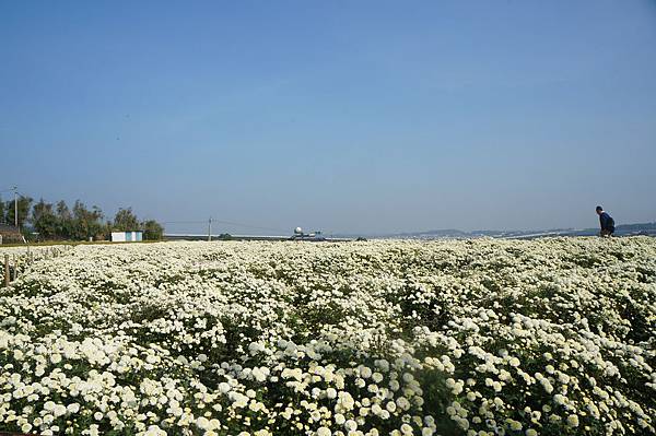 銅鑼杭菊 (11).JPG