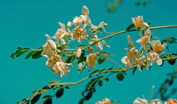 Moringa-leaves-benefits-health-flowers-tree-surreal