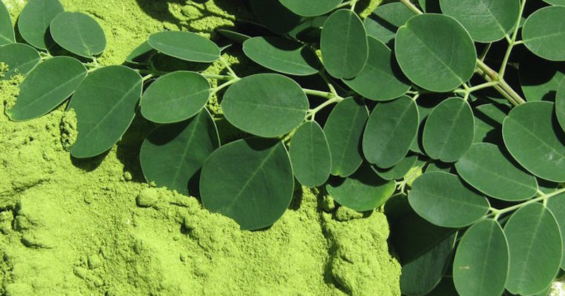 moringa-leaves-powder