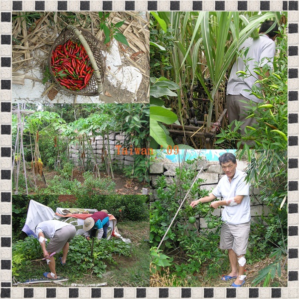 garden.jpg