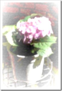 Hydrangea Hydrangea