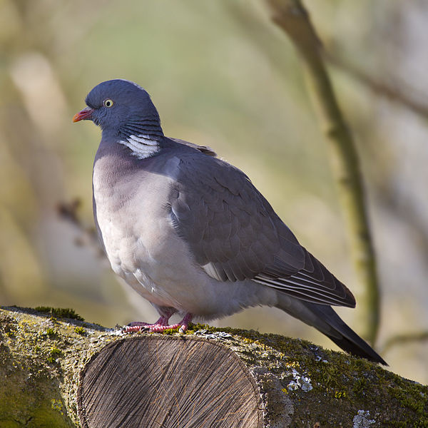 600px-Common_Wood_Pigeon.jpg