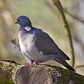 600px-Common_Wood_Pigeon.jpg