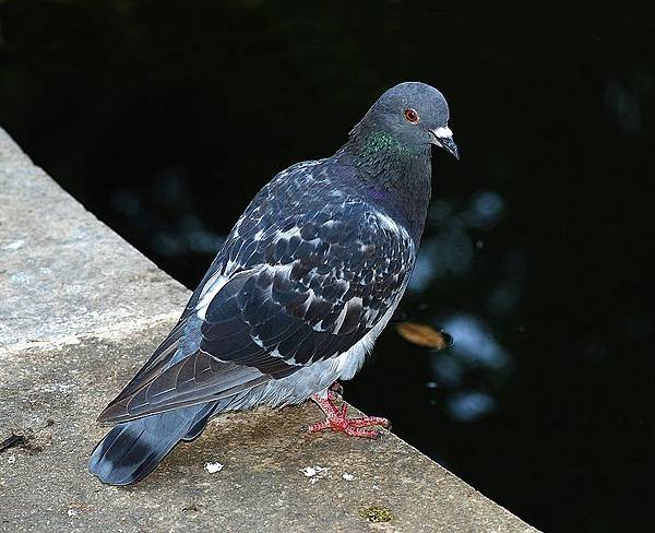 738px-Pigeon_2007-1.jpg