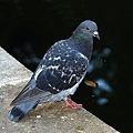 738px-Pigeon_2007-1.jpg