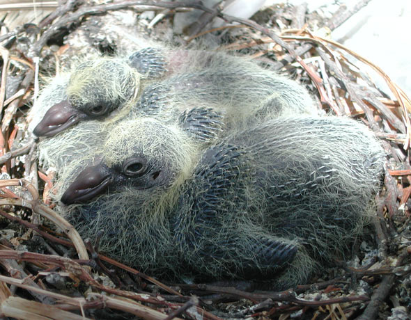 Feral_Rock_Dove_nest_with_chicks.jpg