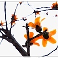 20120408_Benciao_009