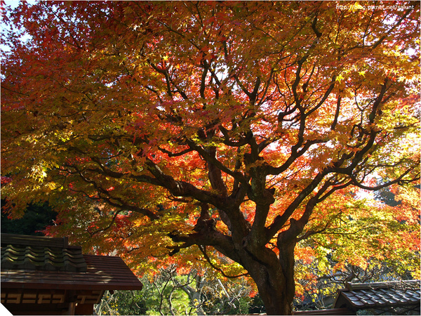 20081129_Kamakura_136.JPG