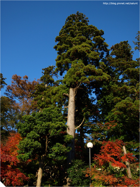 20081129_Kamakura_185.JPG