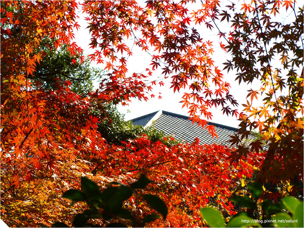 20081130_Kamakura_029.JPG