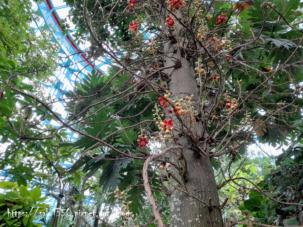 科博館植物園08.jpg