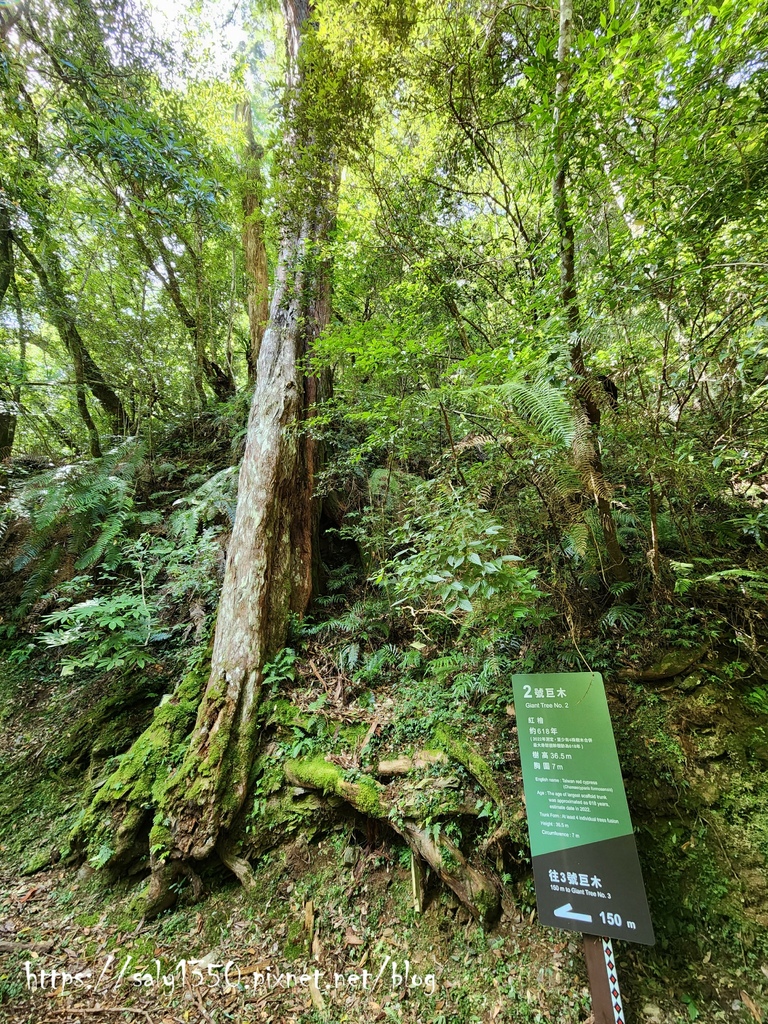 拉拉山13-2號巨木.jpg