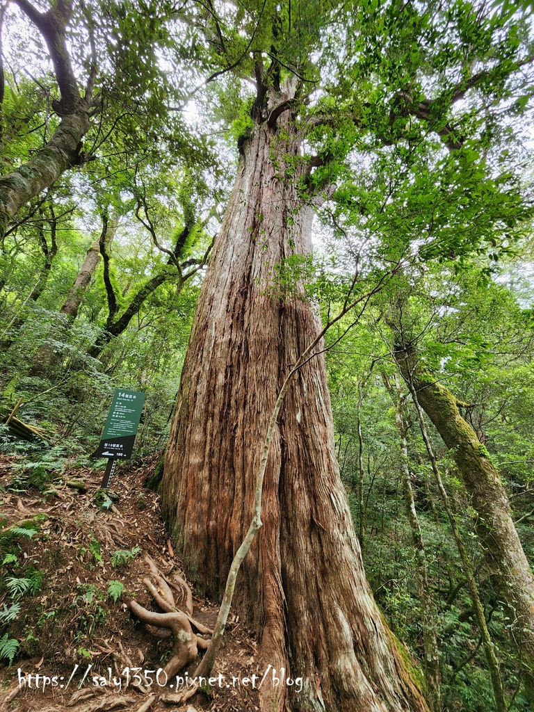 拉拉山43-14號巨木.jpg