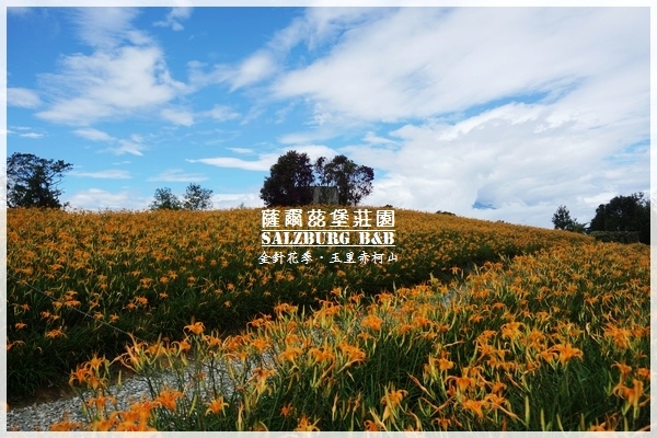 赤柯山金針花 花蓮民宿