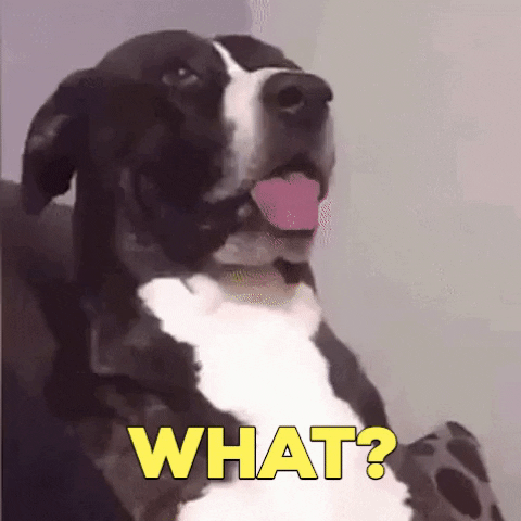 giphy giphy