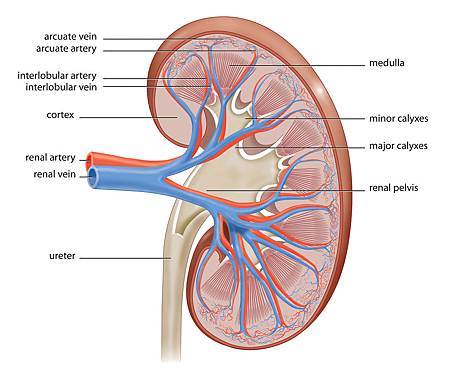 KidneyAnatomy