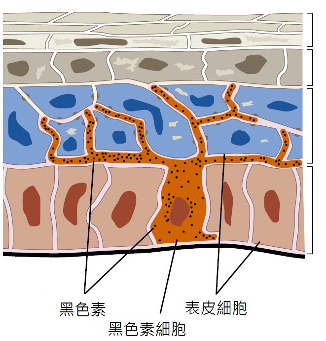 Melanocytes_2