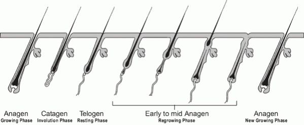 Hair-growth-cycle-e1286259518209