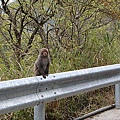 玉山野生獼猴