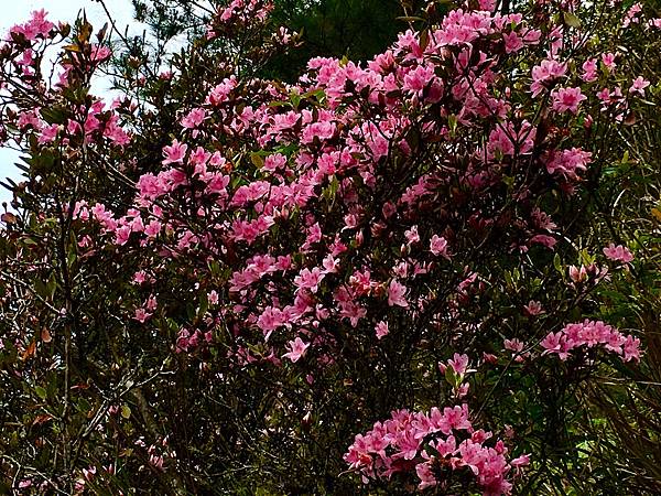 S__25059366.jpg S__25059366.jpg