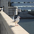 東京自助旅行 089.jpg