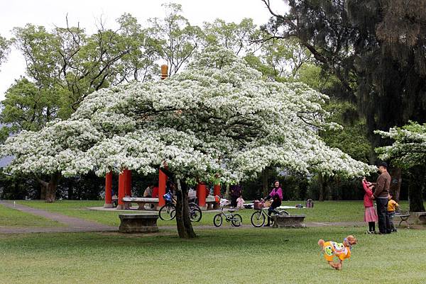 石管局流蘇花