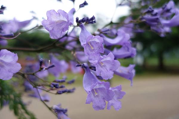 藍色風鈴 藍花楹 幸福時光每一刻 痞客邦 藍色風鈴 藍花楹 幸福時光每一刻 痞客邦