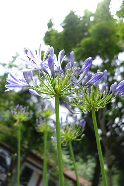 浪漫愛情花 百子蓮 幸福時光每一刻 痞客邦