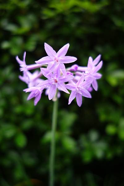下雨天逛逛植物園 幸福時光每一刻 痞客邦 下雨天逛逛植物園 幸福時光每一刻 痞客邦