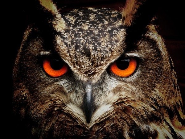 portrait-of-owl-with-orange-eyes.jpg