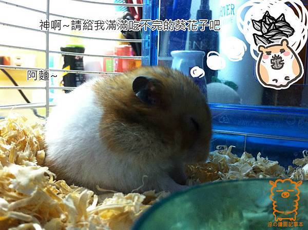 胖胖祈禱 胖胖祈禱
