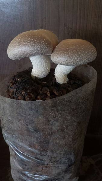 P_20180708_115410_1_p.jpg P_20180708_115410_1_p.jpg