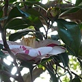 這是...茶花?