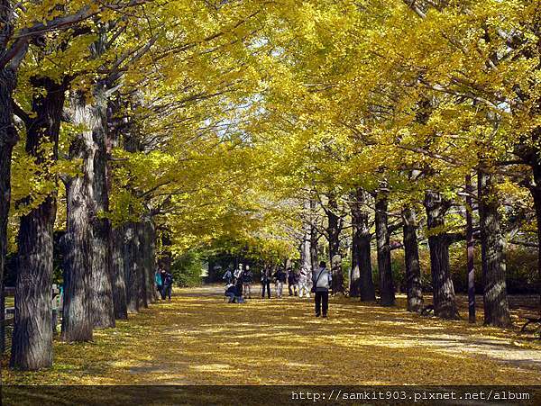 東京立川 11月初的金黃地毯国営昭和記念公園 Ultimate Wonderland 痞客邦