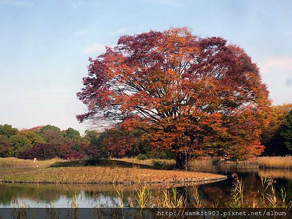東京立川 11月初的金黃地毯国営昭和記念公園 Ultimate Wonderland 痞客邦