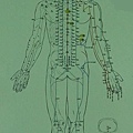 全身經絡穴位圖-背面