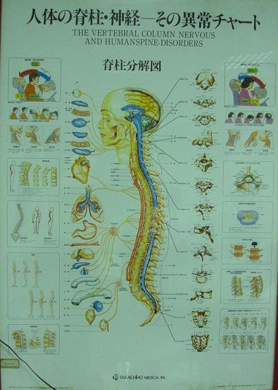 脊柱分解圖