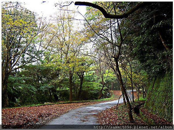 竹子湖薄霧微雨海芋花