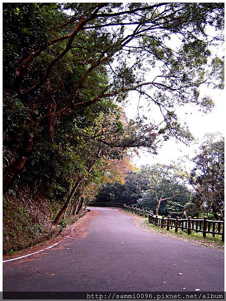 竹子湖薄霧微雨海芋花