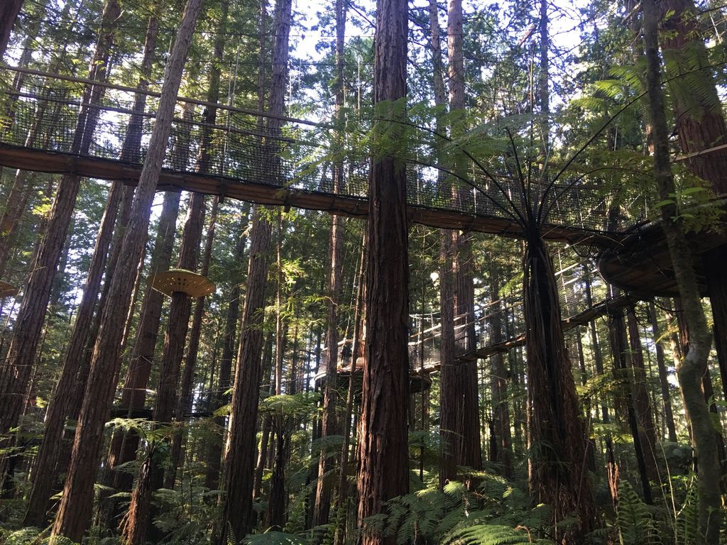 紐西蘭| 北島羅托魯瓦景點。紅木森林/樹頂空中步道RedWoods。美好的 ...