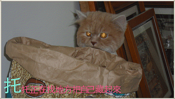 SAM_3938_副本.gif SAM_3938_副本.gif