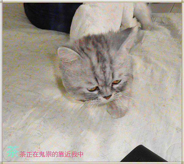 SAM_3932_副本.gif SAM_3932_副本.gif
