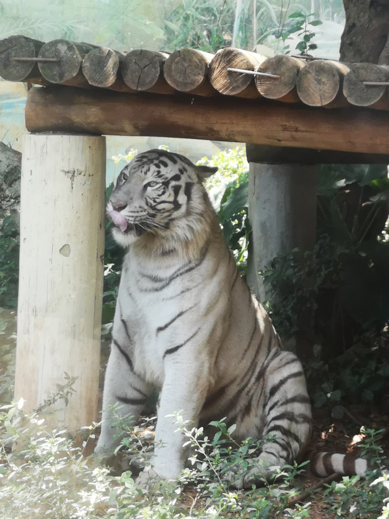4歲5個月13天_2021-05-12_1645070078742.jpeg 4歲5個月13天_2021-05-12_1645070078742.jpeg
