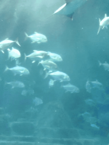 20220808_152736.gif 20220808_152736.gif
