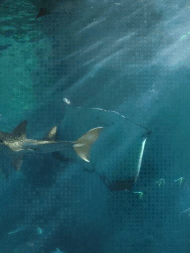 20220808_152531.gif 20220808_152531.gif