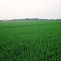 翠綠的稻米田