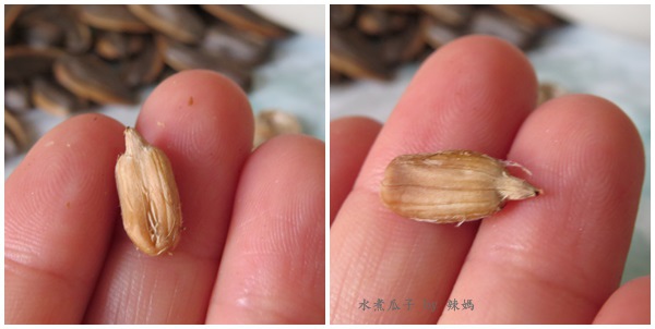 水煮瓜子9.jpg 試用